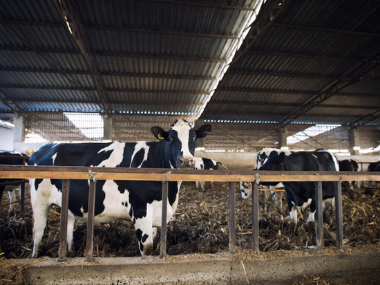 В Тамбовской области коровы ещё одного хозяйства заразились лейкозом