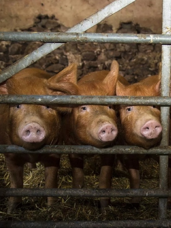 В Ярославской области расследуют вопрос о свиноферме на берегу Плещеева озера