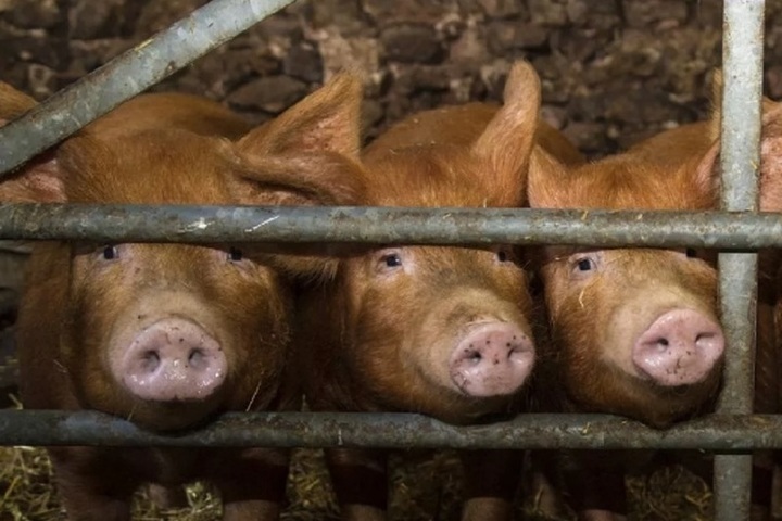 В Ярославской области расследуют вопрос о свиноферме на берегу Плещеева озера