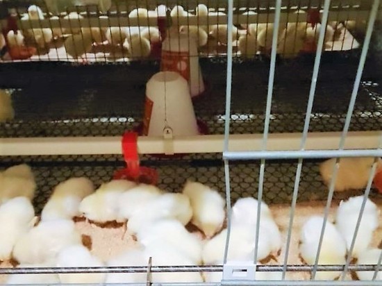 В Калининградскую область начали завозить цыплят для птицефабрики по морю