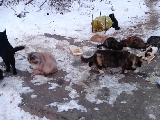 В Тверской области пенсионерка-инвалид на последние деньги кормит выброшенных кошек