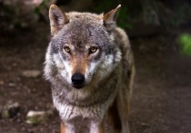 Жители Ковдора заметили волка, который бегал в районе дома №10 по улице Комсомольской.