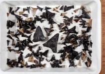 Сотрудники австралийского Государственного объединения научных и прикладных исследований CSIRO в ходе экспедиции научного судна Investigator нашли на глубине 5,4 тысячи метров более 750 окаменелых зубов акул