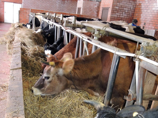 Подмосковье лидирует в России по ряду направлений АПК