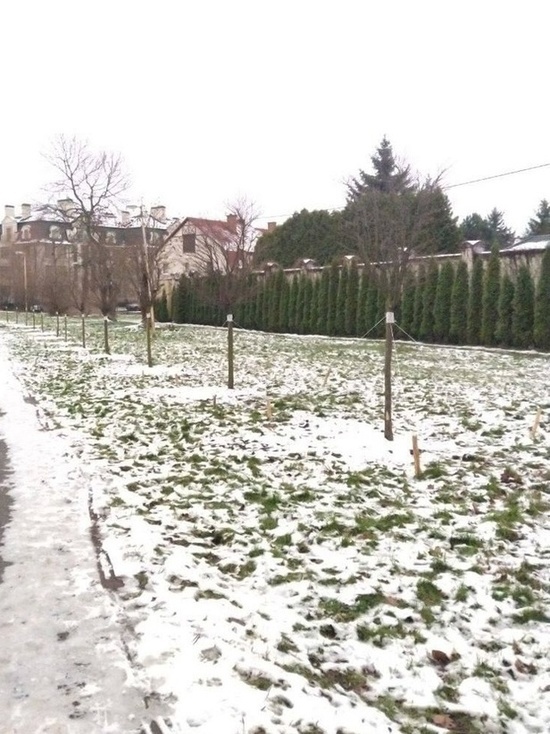В Калининграде робинии "переехали" в городские парки