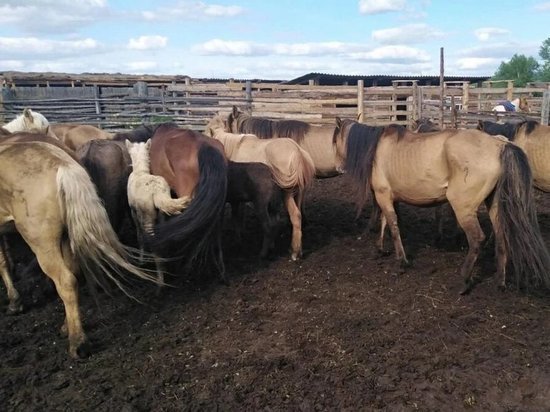 Полицейские из Забайкалья вернули украденных лошадей в Монголию