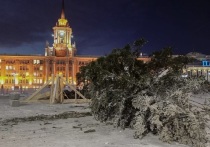 В ночь с 7 на 8 декабря в Екатеринбург привезли главную ель, которая будет установлена на площади 1905 год в ледовом городке