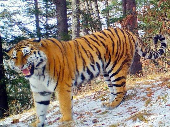 Злого тигра сфотографировали в Приморье
