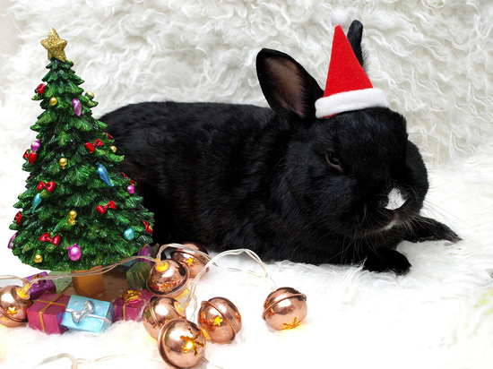 Новый год в стиле Black: следовать ли за Черным Кроликом