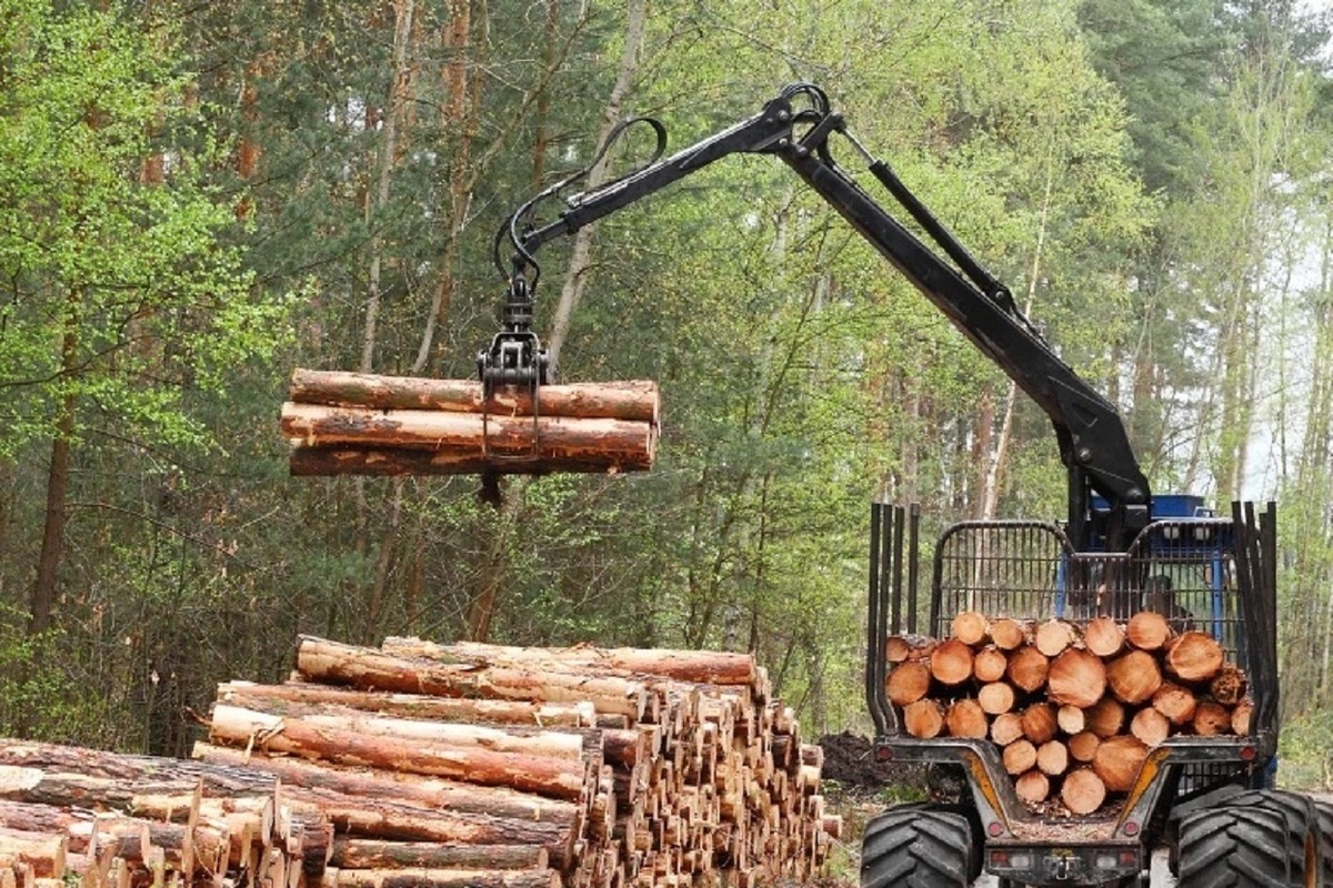 Костромские лесопромышленники пополнили региональную казну на 1,3 млрд. рублей