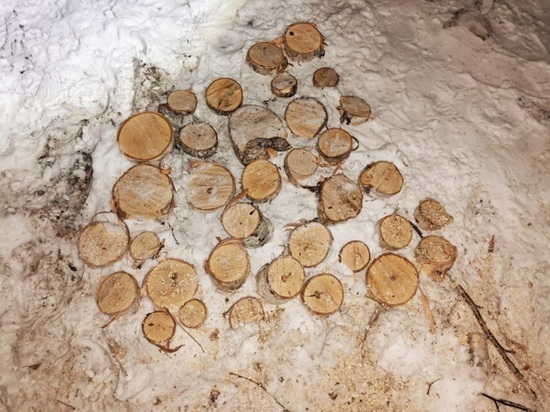 Здесь в неживую древесину были превращены 72 березы