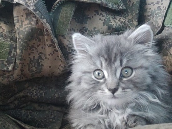 Боец из Тамбовской области приютил на передовой котенка и забрал его с собой