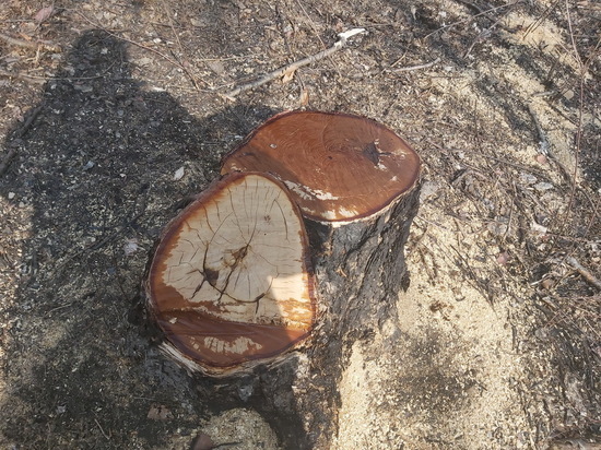 Двоих жителей Приморья наказали за незаконную рубку деревьев