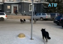 Сегодня, 9 декабря, стая бездомных собак направилась прямиком к Народному Хуралу Республики Бурятия