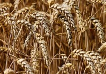 Валовой сбор зерновых и зернобобовых культур в Алтайском крае в этом году вновь составил почти 6 млн тонн