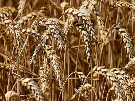 На полях и фермах делают результат: Алтайский край в лидерах по сбору зерна и гречихи
