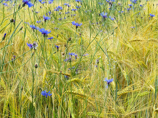 Генпрокуратура РФ: демонстрация флага Украины "сама по себе" не правонарушение