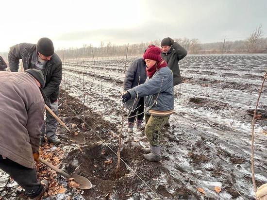 Специалисты Юга России помогли заложить сад в Волновахе