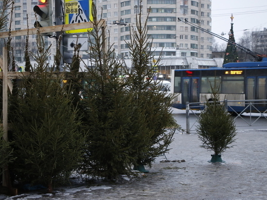 У петербуржцев будет всего десять дней, чтобы купить елки к Новому году