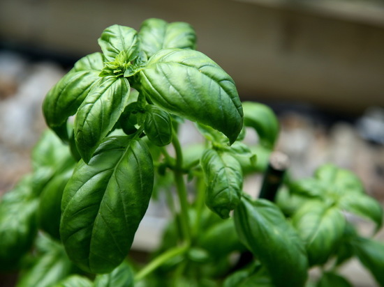 Ученые выяснили, как зеленый свет уменьшает боль