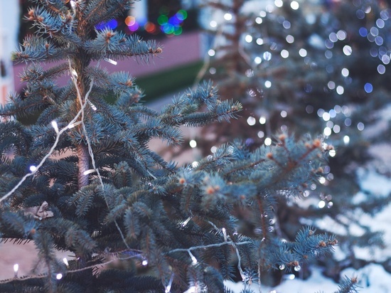 Названы самые экологичные способы утилизации новогодних елок