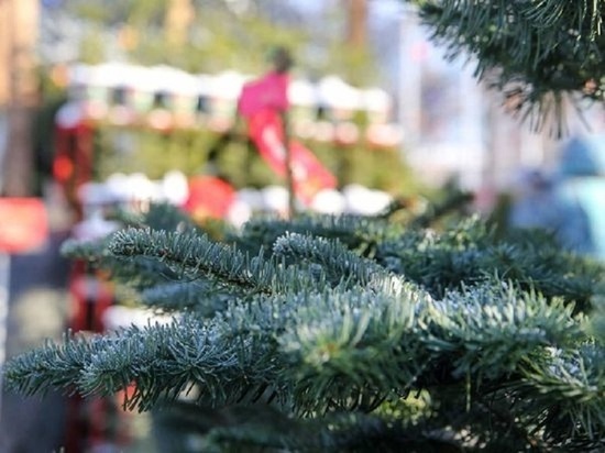 В Кирове на Театральной площади собирают на каркас главную новогоднюю ель