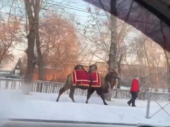 Гуляющего в 20-градусный мороз верблюда засняли жители Новосибирска