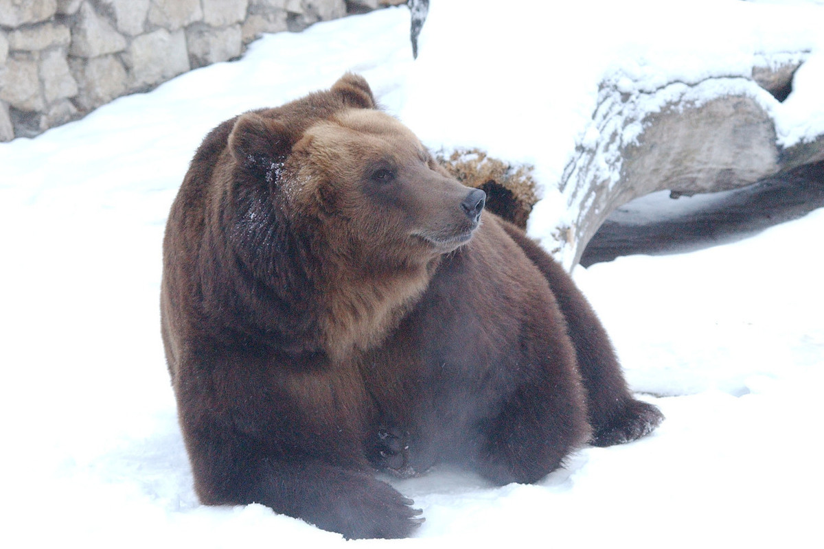 Погода медведов. Животные Норильска. Медведь шатун. Бурый медведь Мурманской области. Медведи в Московской области.