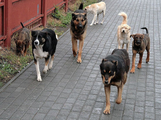 Полиция расследует убийство собак, которое произошло под Краснодаром
