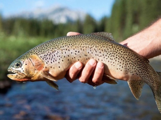 Подмосковье лидирует по количеству экспортированной рыбы