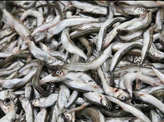 В Дагестане растет число незаконно выловленной рыбы