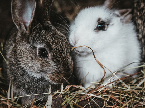  «Пара кроликов за два сезона даст под полтысячи потомства»