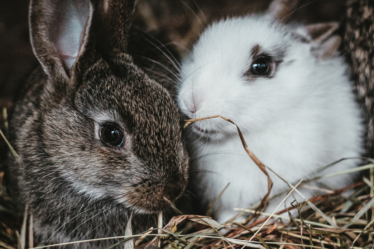 Где сейчас кролики. Кролиководство. Пара кроликов. Кролики в деревне. Кролик зима.
