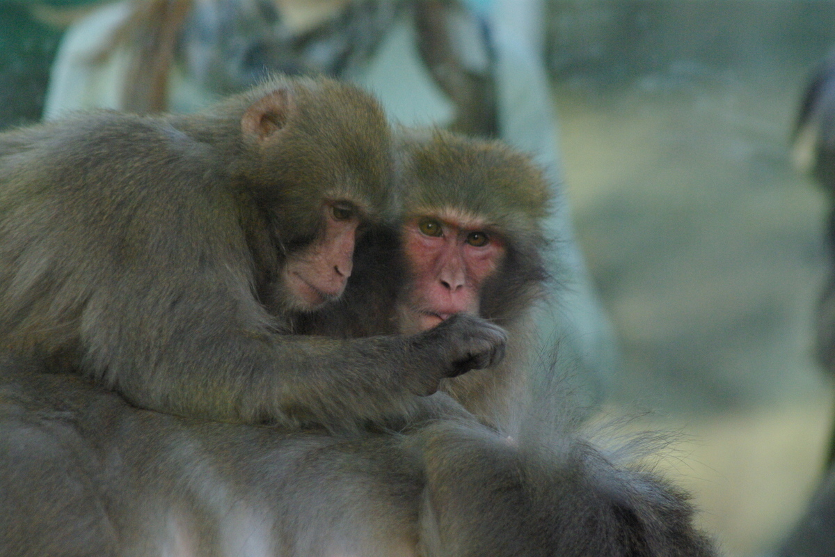 День обезьян. Челябинский зоопарк обезьяны. День примата.