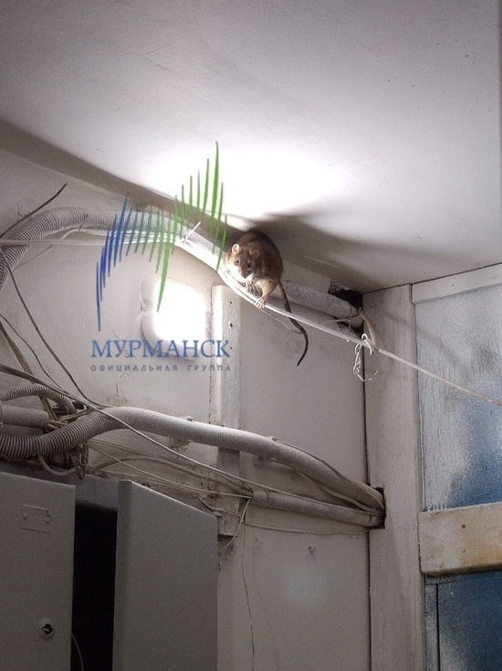 В Мурманске сфотографировали гигантскую сидящую на проводах крысу