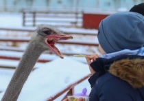 Расположенная под Серпуховом ферма «Русский страус» вошла в топ самых привлекательных в новогодние праздники мест для отдыха, в том числе и с детьми