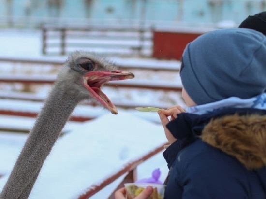 Ферма «Русский страус» в Серпухове вошла в топ привлекательных мест Подмосковья