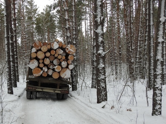 В Пензенской области обнаружили десять незаконных рубок леса