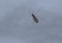 Возвращению комаров, которые вдруг стали попадаться на глаза в лесной полосе, удивились жители Балашихи