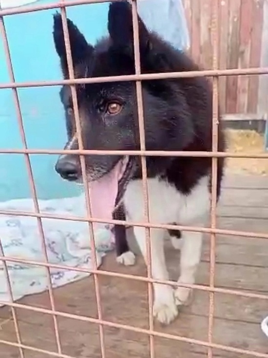 В Рыбинске добровольцу СВО приют вернул собаку