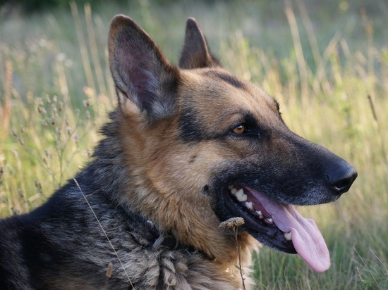 Запашный сообщил о нахождении собак в зоне СВО, помогающих российским войскам