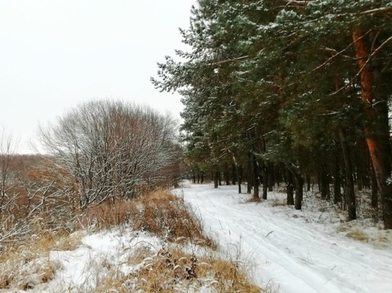 В Липецкой области к Новому году подготовили свыше 20 тысяч сосен