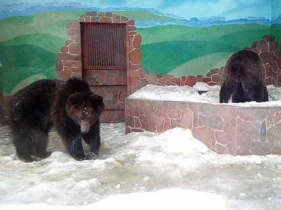 Сон медведей в зоопарке Липецка не потревожила декабрьская оттепель