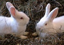 Устройство предназначено для сбора спермы и последующего осеменения крольчих