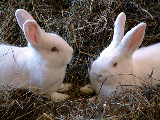 Российские ученые изобрели искусственную вагину для кроликов