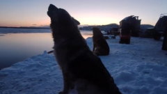 Камчатские спасатели спасли собаку, уплывшую на льдине в море: видео