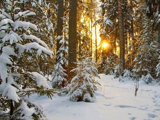 Лесничество «Русский лес» проводит в Серпухове конкурс зимних фотографий