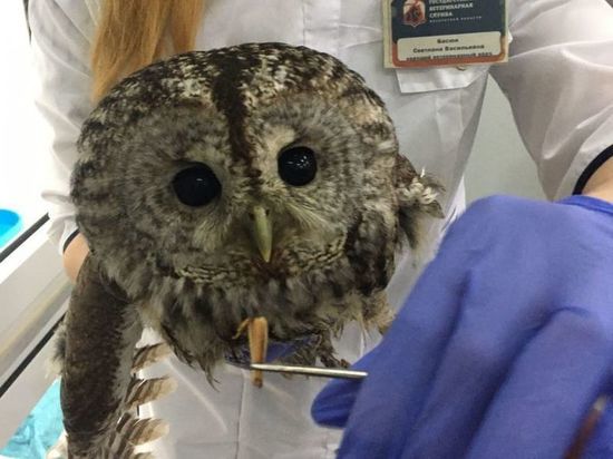Краснокнижную сову спасли ветеринары в Подмосковье