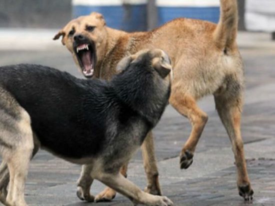 В Башкирии районные власти выплатят компенсацию за нападение бездомной собаки на ребенка