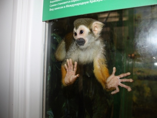 В челябинском зоопарке обезьян закрыли на карантин